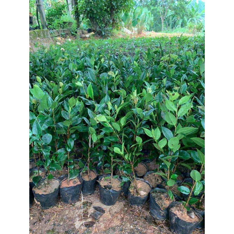 Cây đẹp, Cây hoa trà my giống