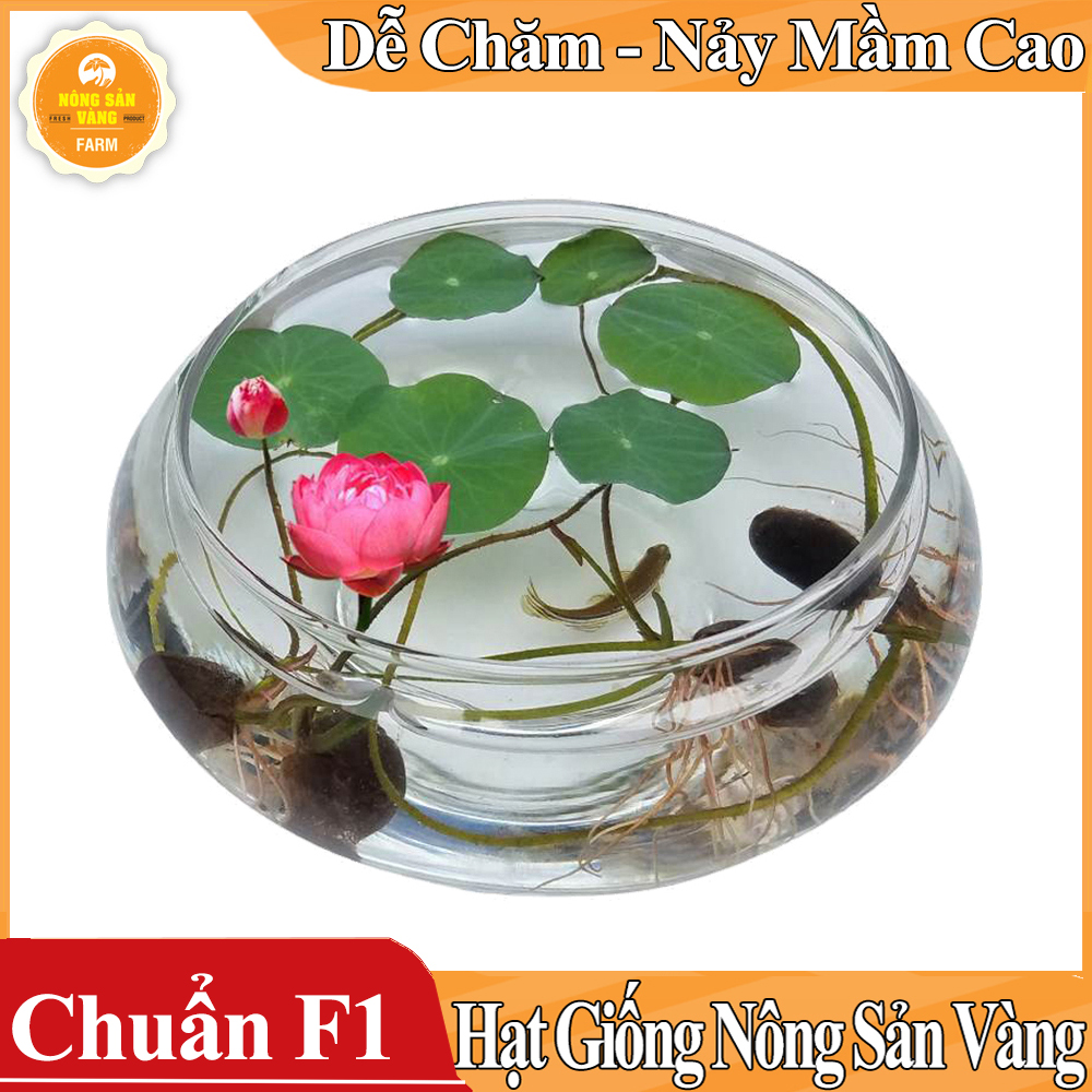 Hạt giống Hoa Sen Mini Nhật - Nông Sản Vàng