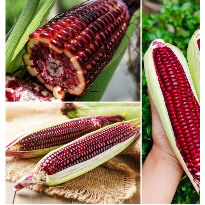 Hạt giống ngô nữ hoàng đỏ F1 CT219 - Gói 30 hạt