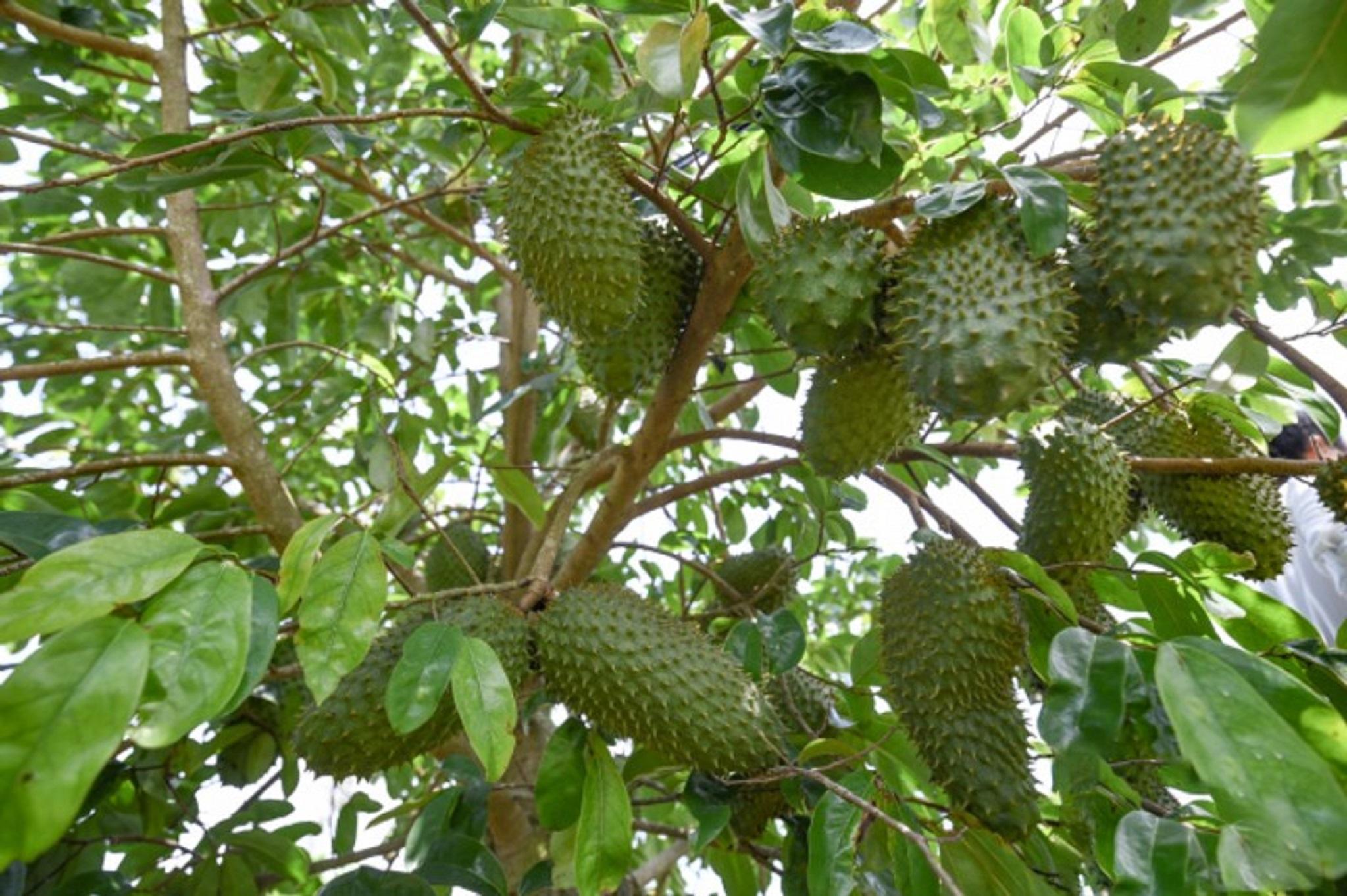 Cây giống Mãng cầu xiêm Thái THỰC SINH.