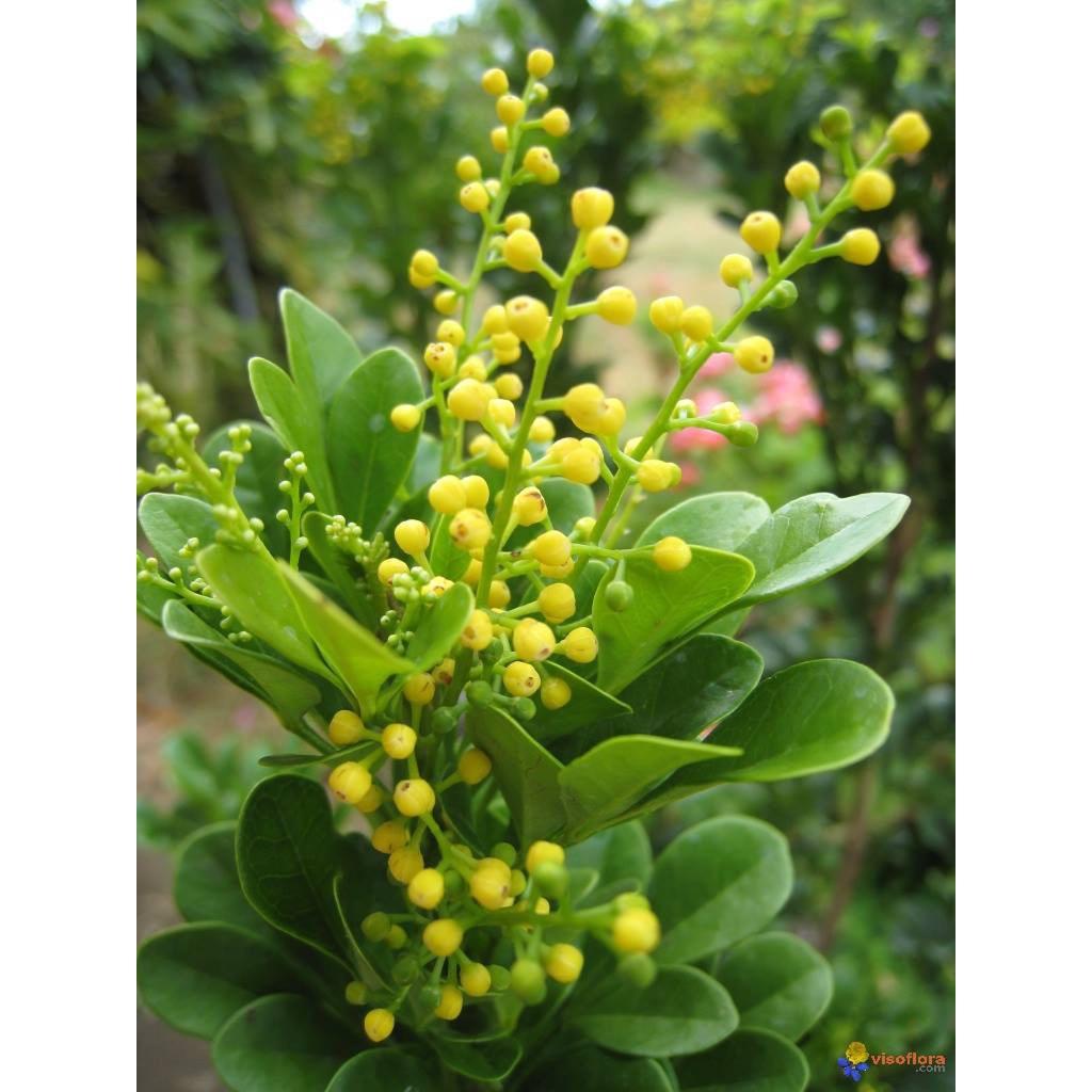 Cây giống hoa ngâu vàng tạo hình tháp