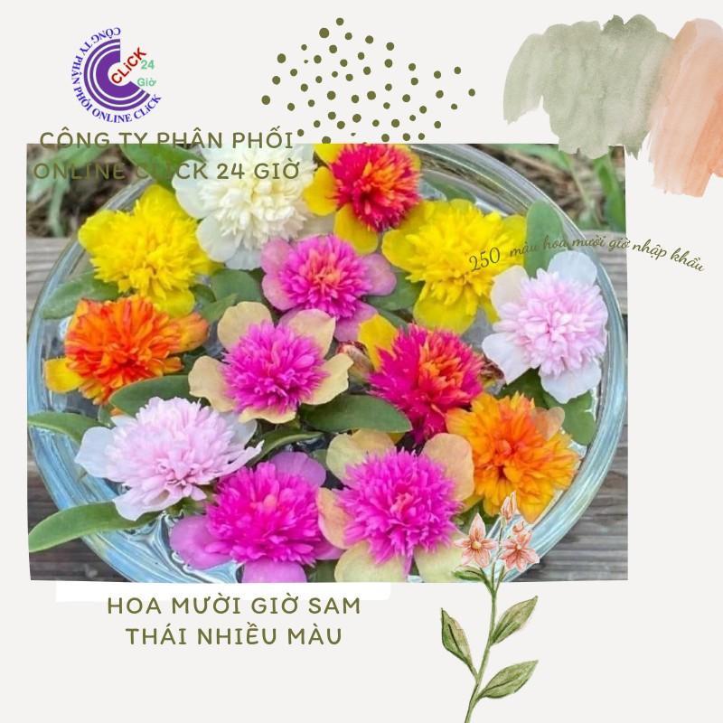 1 Ký Cành Giống Hoa Sam Thái Kép Siêu Đẹp Nở Cả Ngày Bộ Sưu Tập 30 Màu Hoa Mười Giờ Sam Hoa Mười Giờ Bonsai &amp; Phụ Kiện