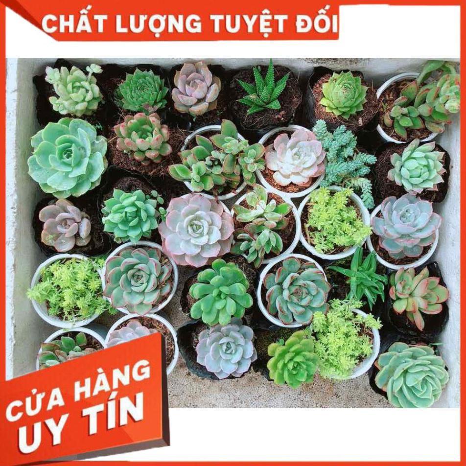Combo 10 cây sen đá Nhiều Người Mua