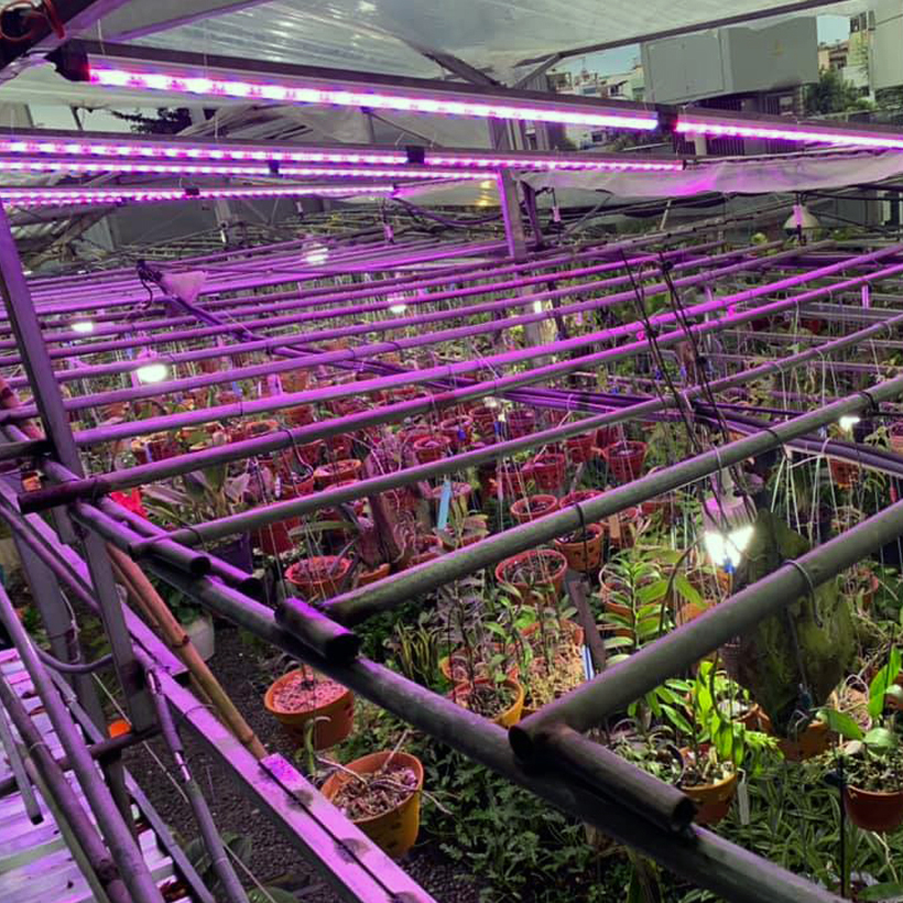 Đèn Trồng Cây Hoa Lan trong nhà LED Smart Light giúp bổ sung ánh sáng để cây hoa lan phát triển tốt và ra chồi nhanh (Dài 1.2m/Bộ)