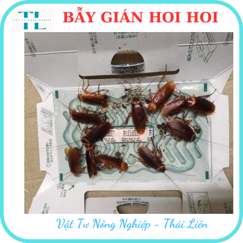Bẫy gián Hoi Hoi hộp 3 miếng
