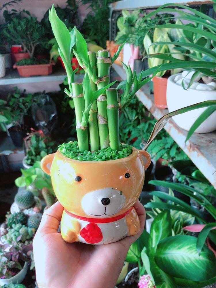 Chậu Trúc Phát Tài