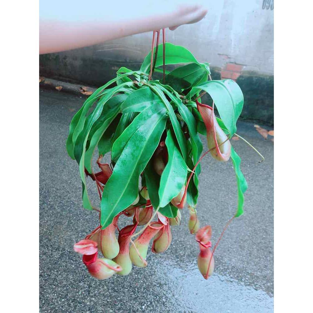 Chậu Nắp Ấm Size Đại Bán Chạy