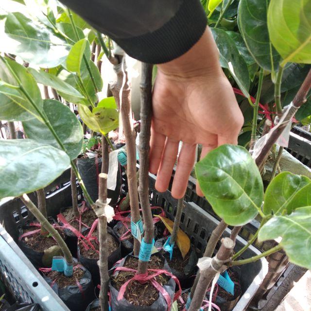 Mít thái siêu sớm thái bình