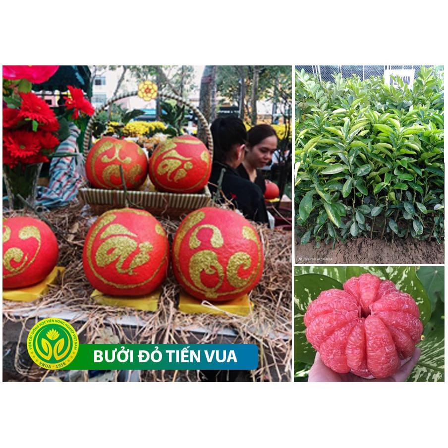 Cây giống Bưởi ruột đỏ Tiến Vua, cây giống thế hệ mới năng suất cao, chịu hạn, ít sâu bệnh