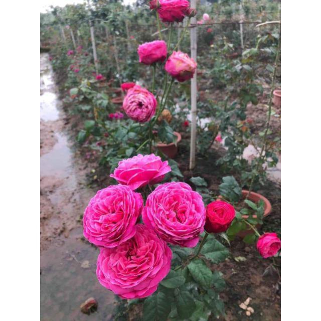 Sản phẩm Gốc Hồng Ngoại