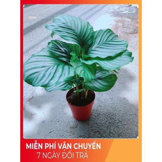 Đuôi Công Táo Xanh