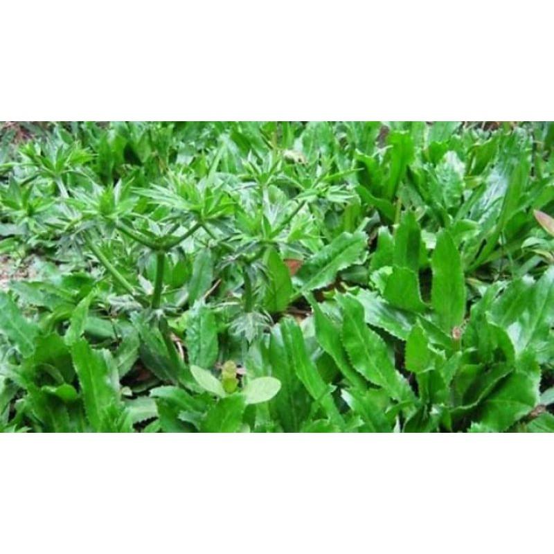 Hạt giống rau ngò gai