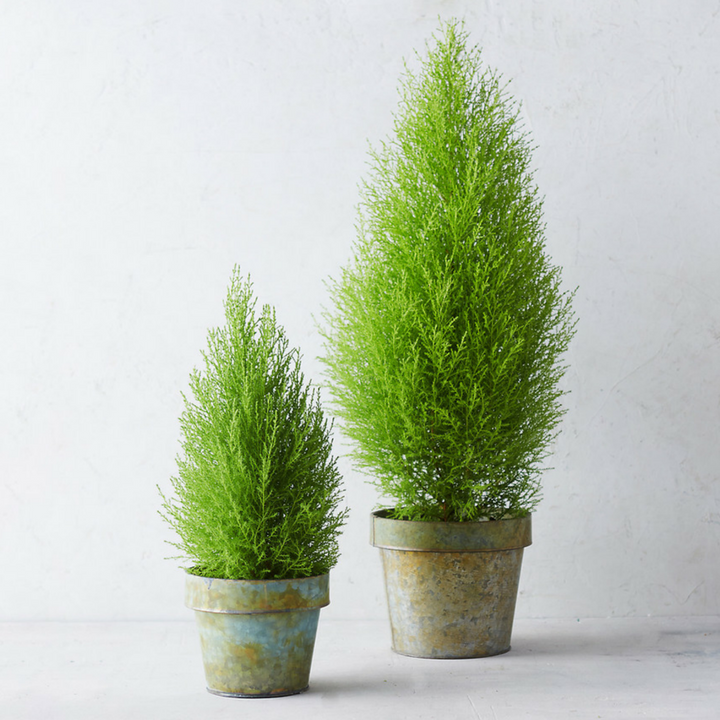 Cây tùng thơm - chậu cây tùng thơm Đà Lạt cây đẹp giống chuẩn
