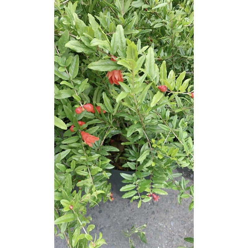 Lựu Cho Sai Trái Chuẩn 100%