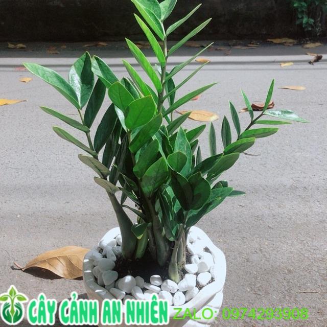 Chậu Cây Kim Phát Tài