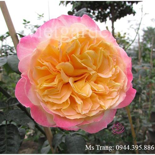 Hoa Hồng leo kordes jubilee tông màu cam lạ - bầu cây giống phát triển ổn định