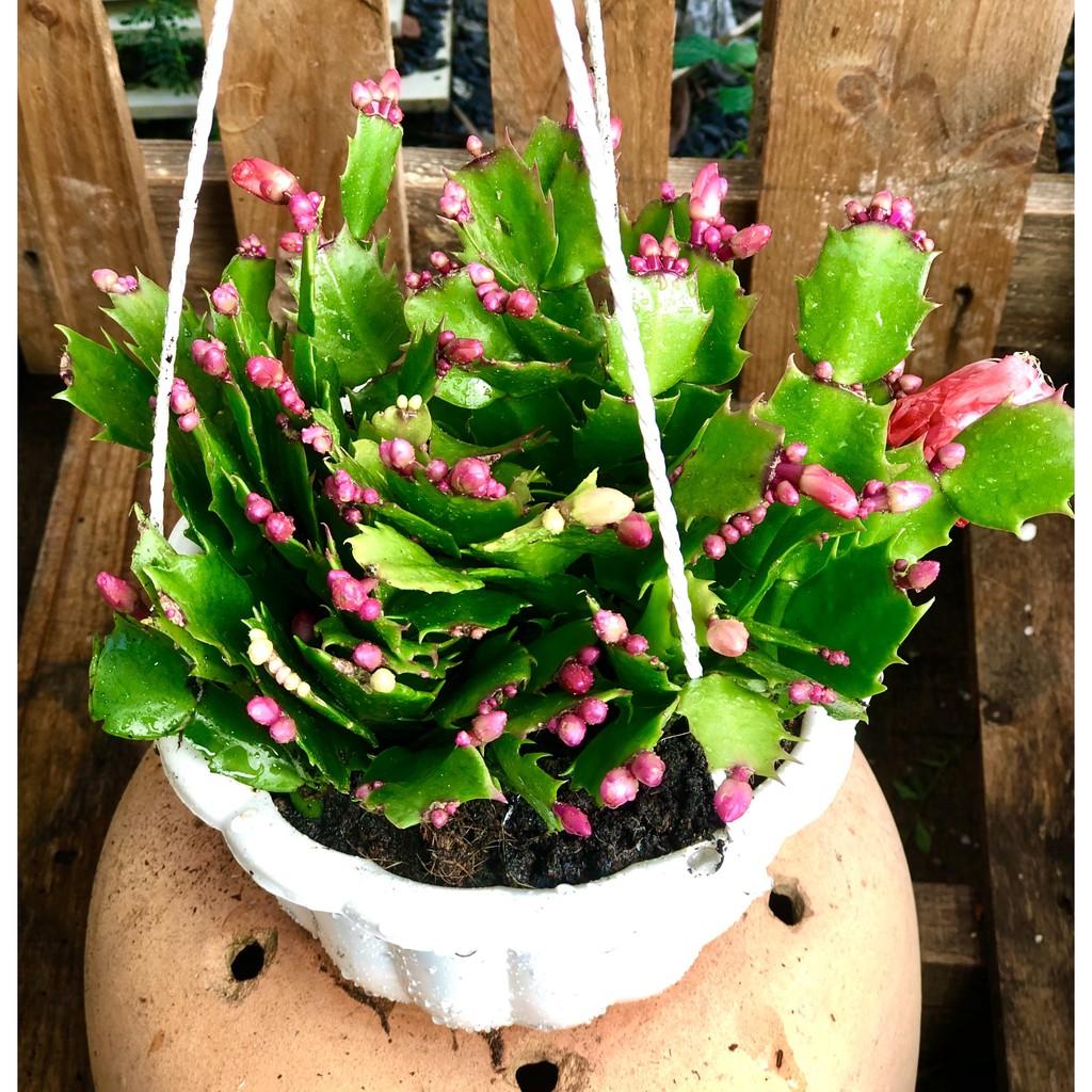 Chậu hoa Tiểu Quỳnh màu cam