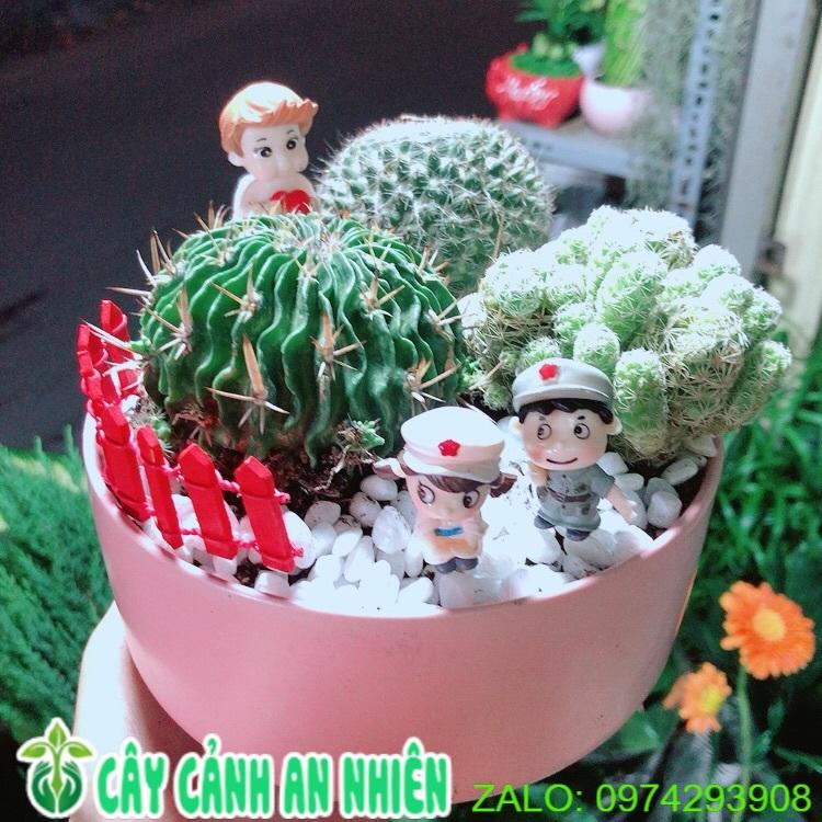 Chậu Xương Rồng Tiểu Cảnh