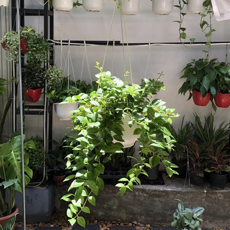 Cây Treo Lan Son Môi để ban công, sân vườn