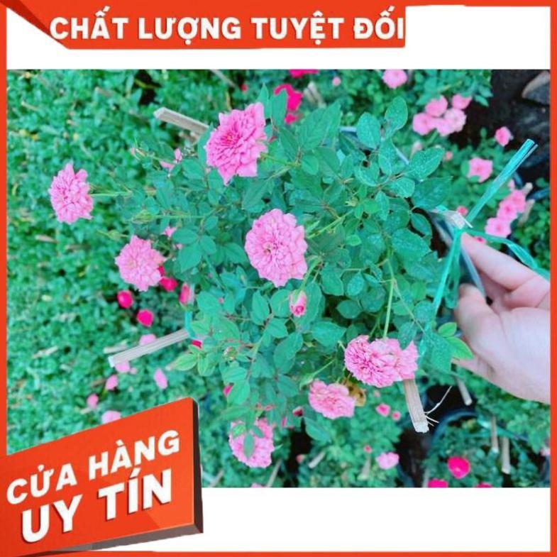 Bụi Hoa hồng Nhiều Người Mua