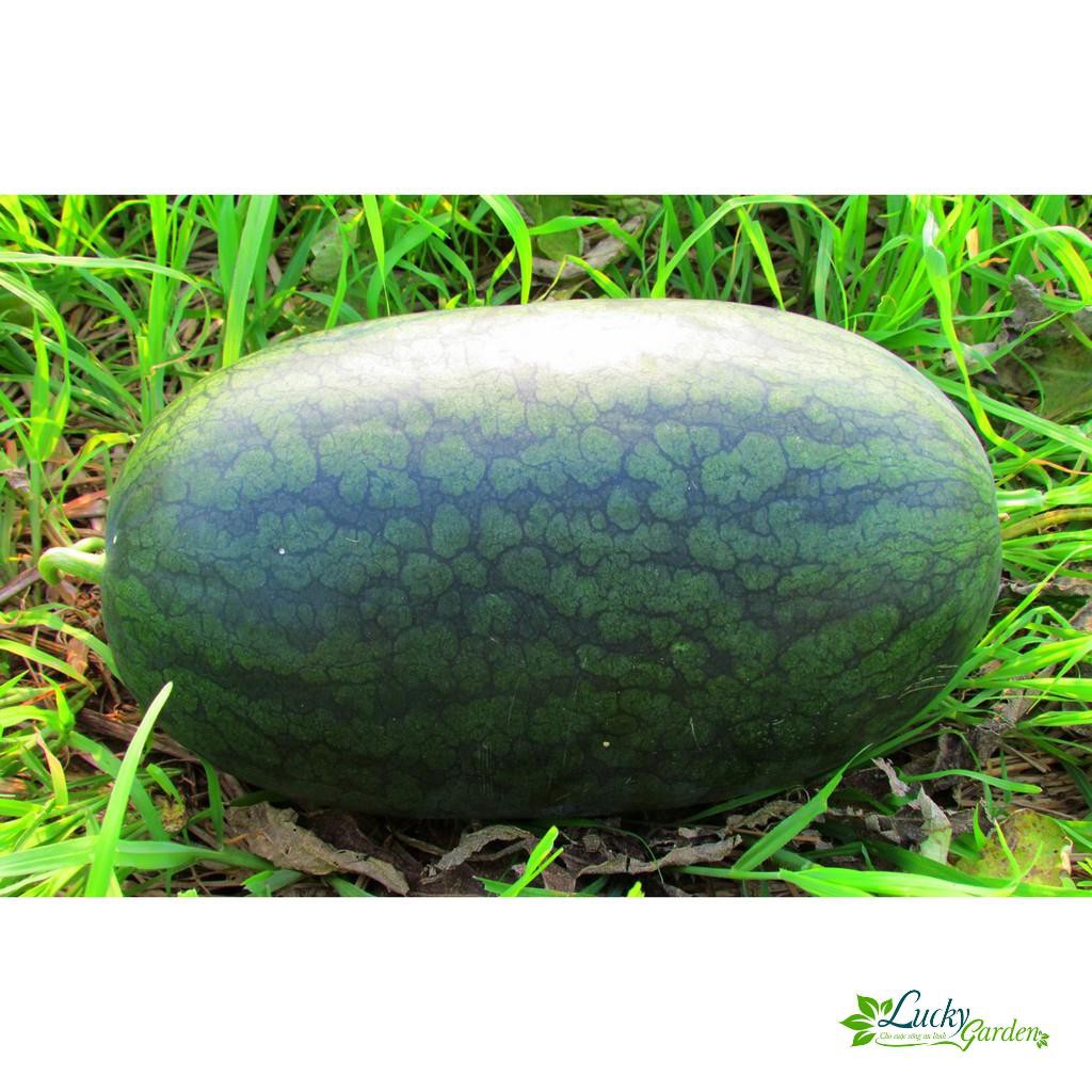 HẠT GIỐNG DƯA HẤU QUẢ DÀI TO 1gram - Dưa Hấu Năng Suất Cao