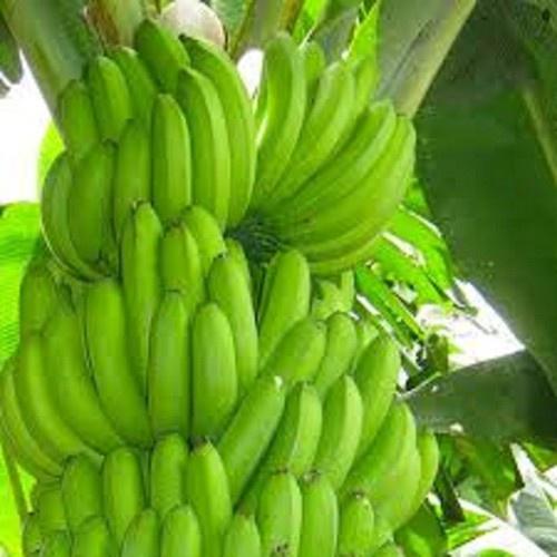 Com Bo 4 cây giống chuối già nam Mĩ cây giống chuẩn cho năng suất cao