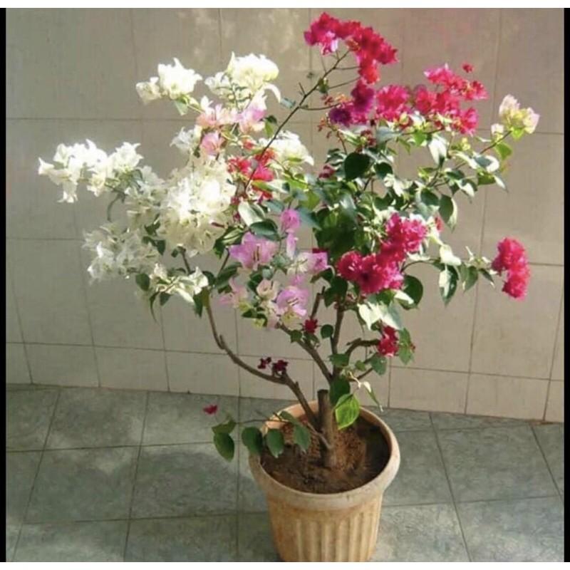 CHUẨN CHUẨN Cây hoa giấy ngũ sắc
