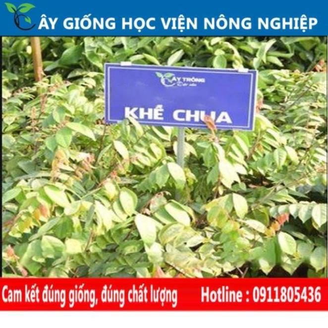 Sản phẩm Cây Ăn Trái cây giống khế chua sai quả của viện nghiên cứu cây trồng nông nghiệp