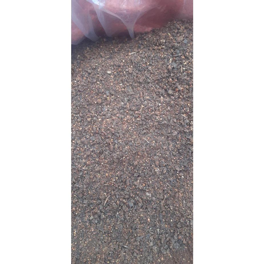 50 gram hạt giống gáo trắng