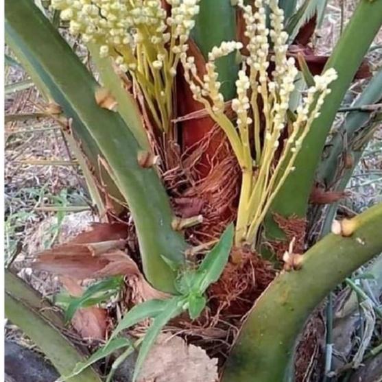 Hạt giống cây ăn trái chà là f1-gói 5 hạt-tặng kèm gói kích mầm