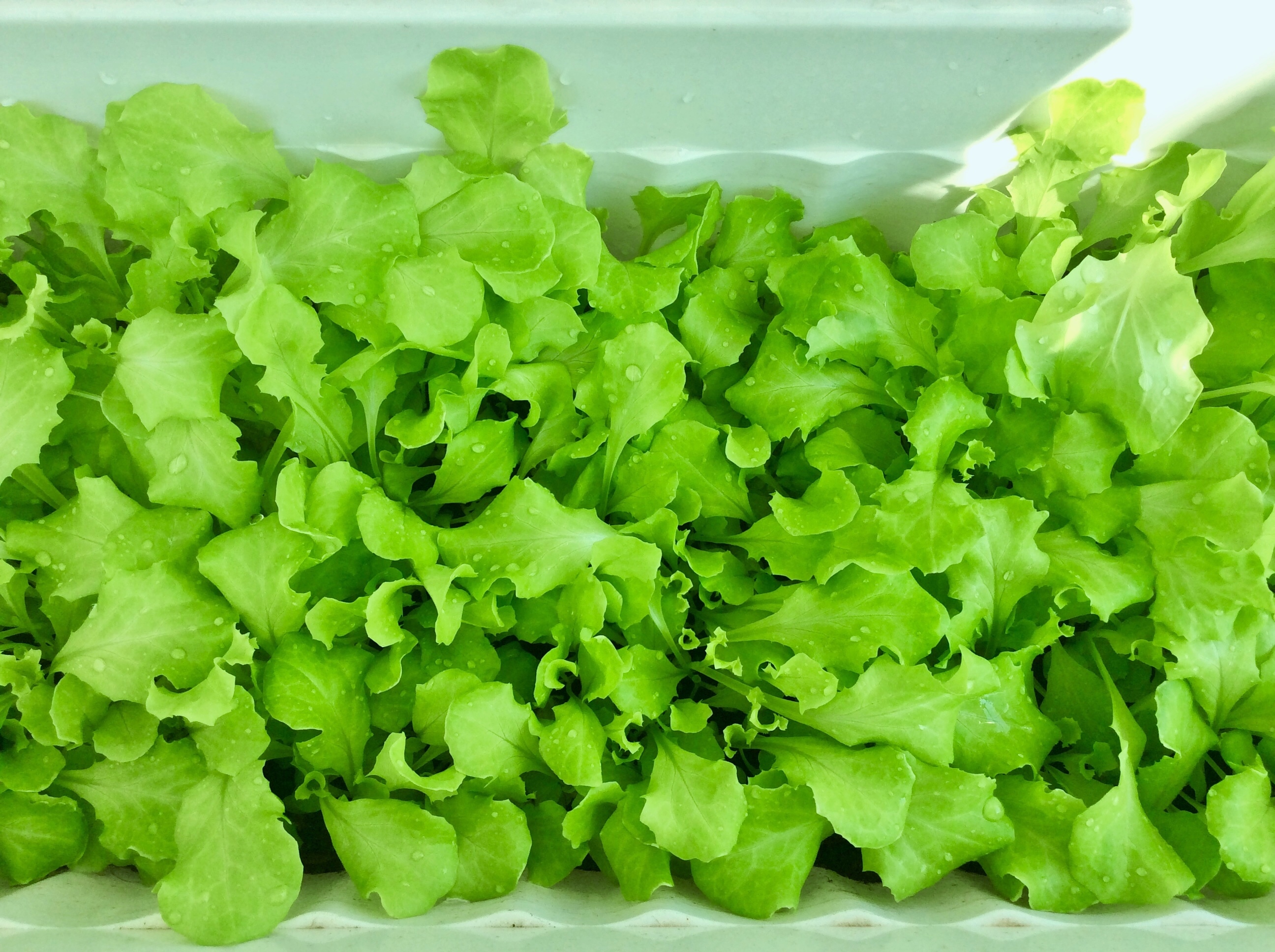 1L Phân Hữu Cơ Đạm Cá Tôm giàu Kali pha ra 400L Bón Cây Ăn Trái, Rau & Hoa Cảnh