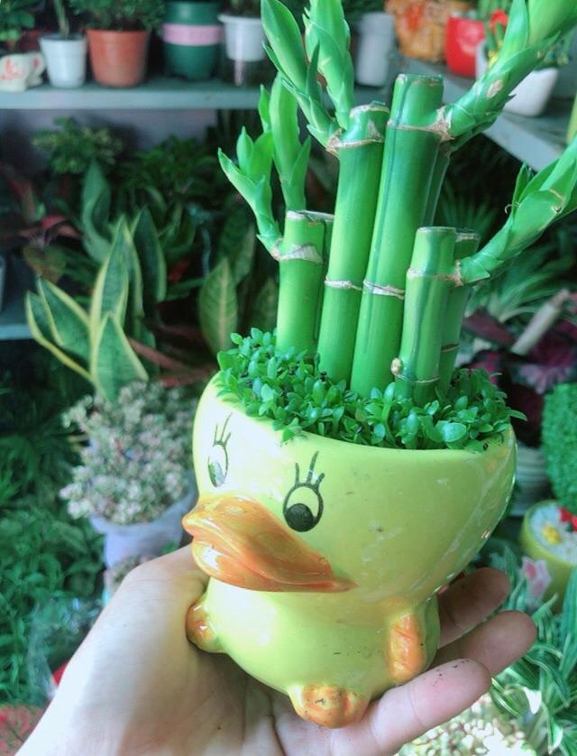 Chậu Trúc Phát Tài