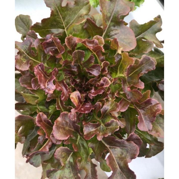 Hạt giống rau xà lách sồi đỏ OAKLEAF - Gói 2gram