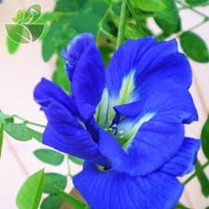 CHẬU HOA ĐẬU BIẾC - GIAO HÀNG CẢ CHẬU
