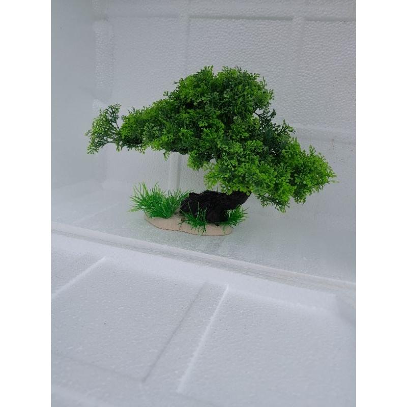 Bonsai bể cá -trang trí tiểu cảnh, hòn non bộ