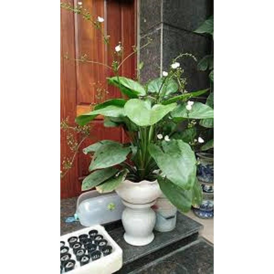 CHẬU CÂY BÁCH THỦY TIÊN MANG LẠI MAY MẮN CHO GIA CHỦ, CỰC DỄ TRỒNG