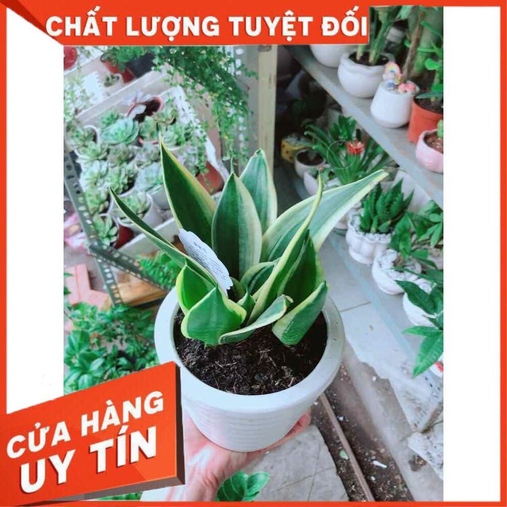 Chậu Lưỡi Hổ Thái Nhiều Người Mua