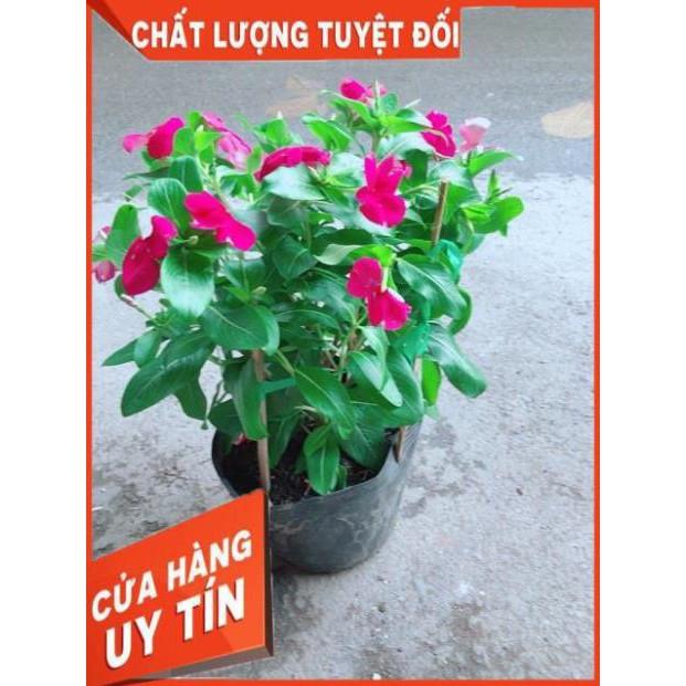 Hoa Dừa Cạn Màu Hồng