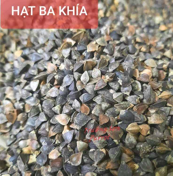 500g/1000g hạt ba khía (hạt tam giác mạch) cho chim, vẹt, chuột, hamster