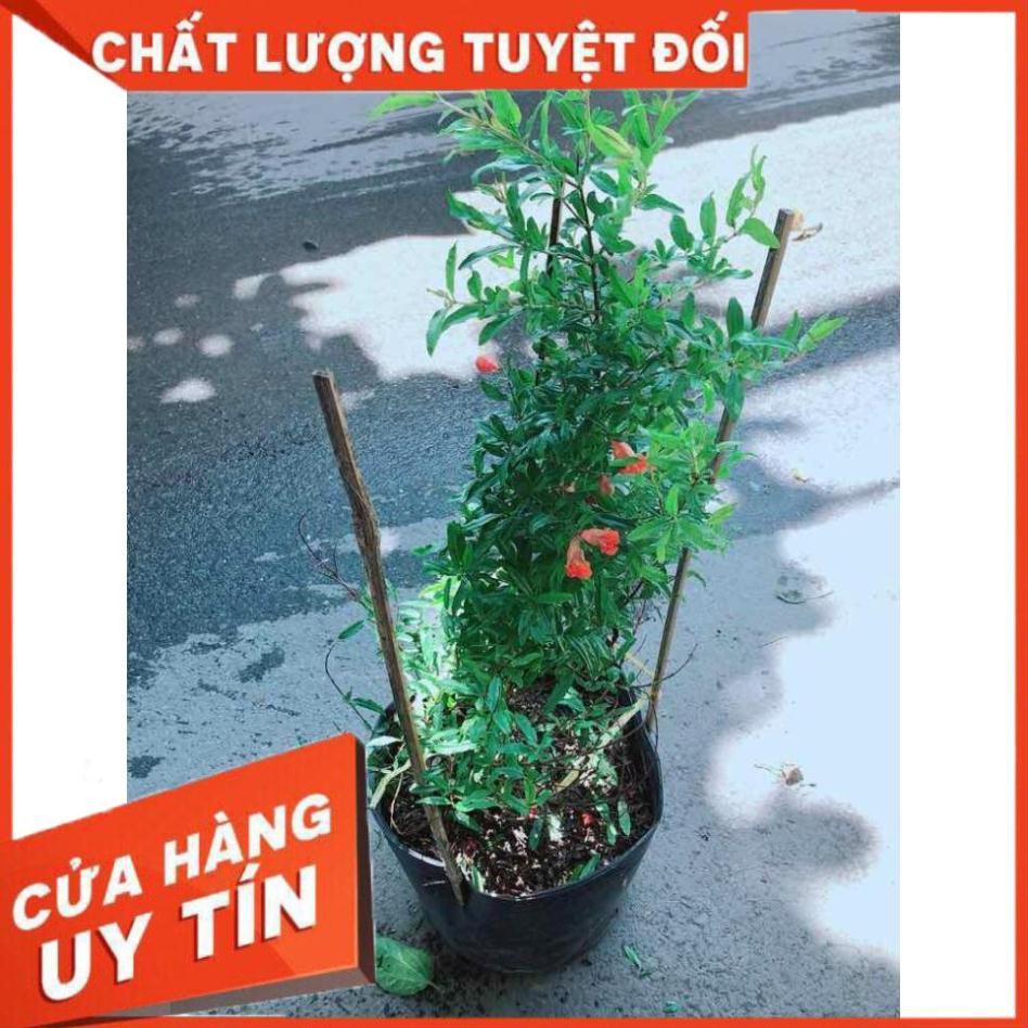 Cây Lựu Cho Nhiều Quả Nhiều Người Mua