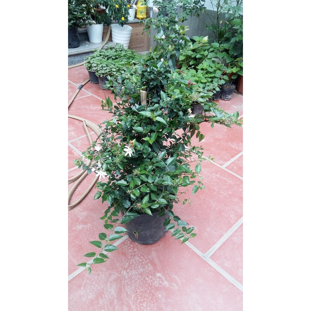 CHẬU HOA GIỐNG HOA NGUYỆT QUẾ LEO-HOA NHỎ TRẮNG XINH THƠM MÁT DỄ CHỊU, HOA QUANH NĂM