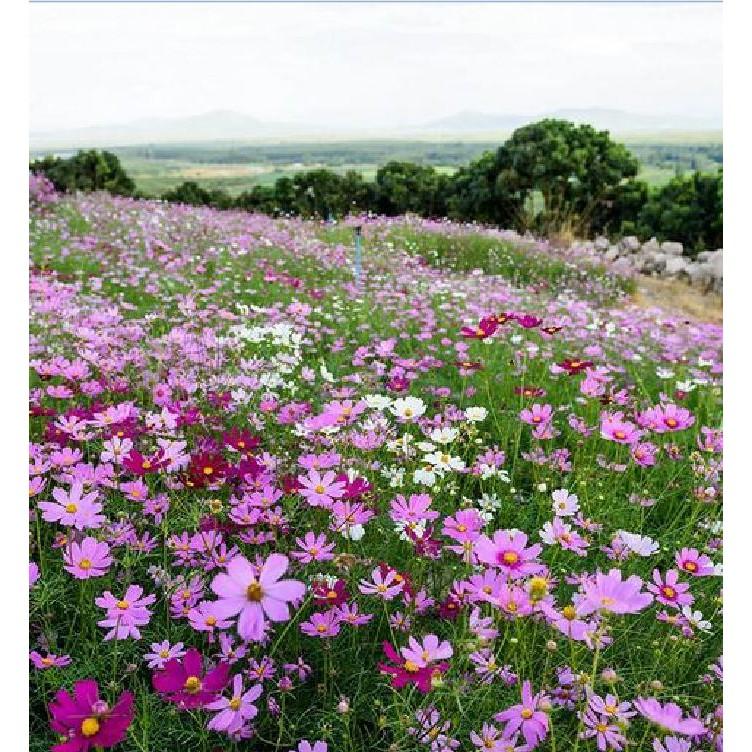 Hạt giống hoa cánh bướm Nhiều màu - 1 gói 200 hạt