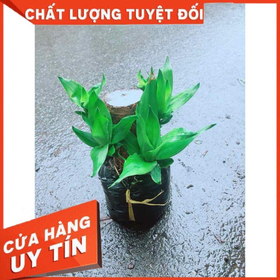 Phát Tài Mini Nhiều Người Mua