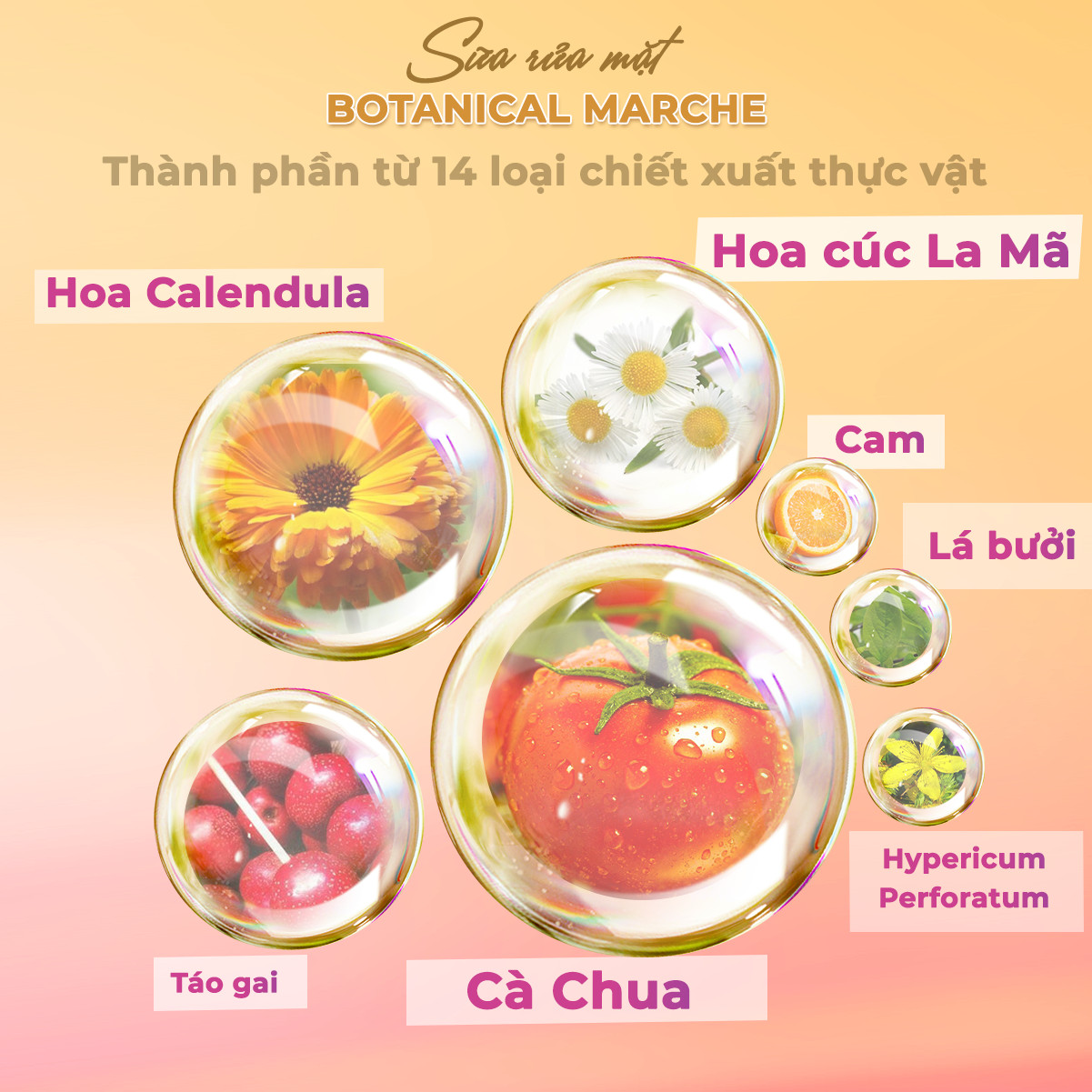 Sửa Rửa Mặt 14 Loại Thảo Mộc Botanical Marche Cleasing Clay Foam