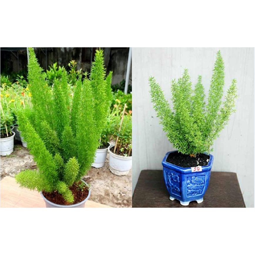 Hạt giống cây Tùng Đuôi Chồn _Trúc Thiên Môn-gói 5 hạt