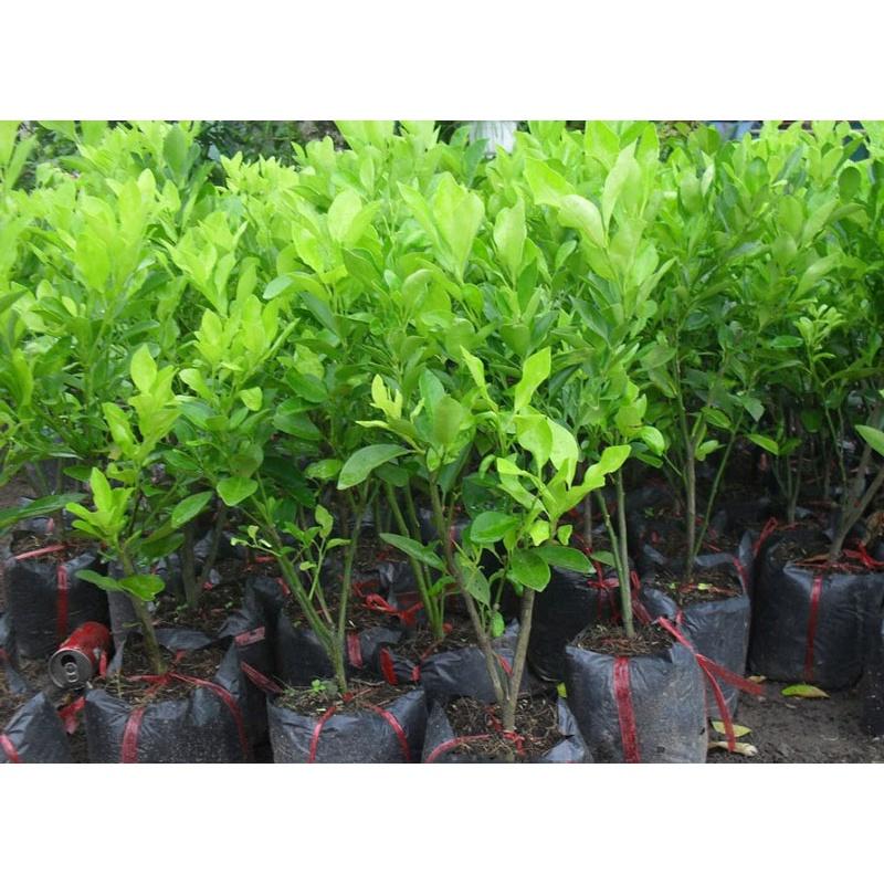 Cây giống quất chua thái, quả xanh