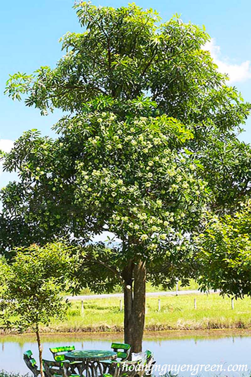 Cây Giống Hoa Sữa [ Trồng Tạo Bóng Mát Sân Vườn, Cảnh Quan Độ Thị ... ] -  Giá Tiki Khuyến Mãi: 85,000Đ - Mua Ngay! - Tư Vấn Mua Sắm & Tiêu Dùng Trực  Tuyến Bigomart