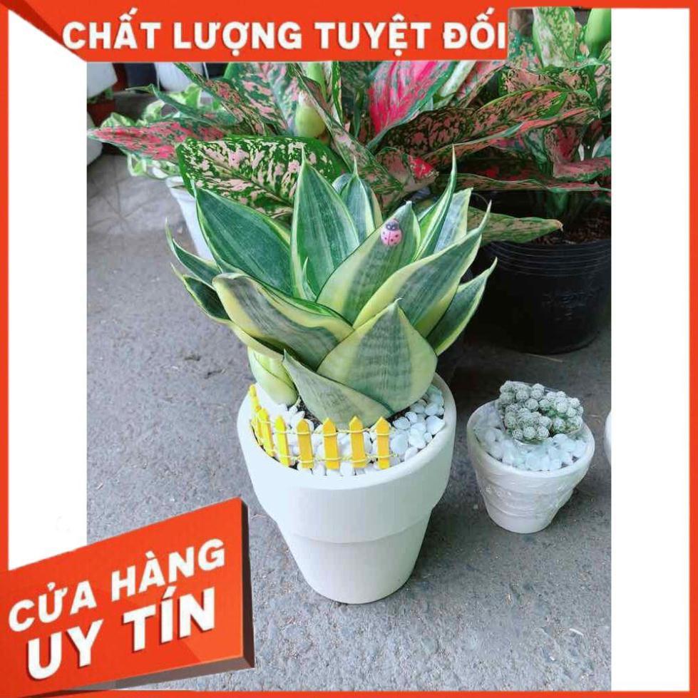 Chậu lưỡi hổ thái Nhiều Người Mua