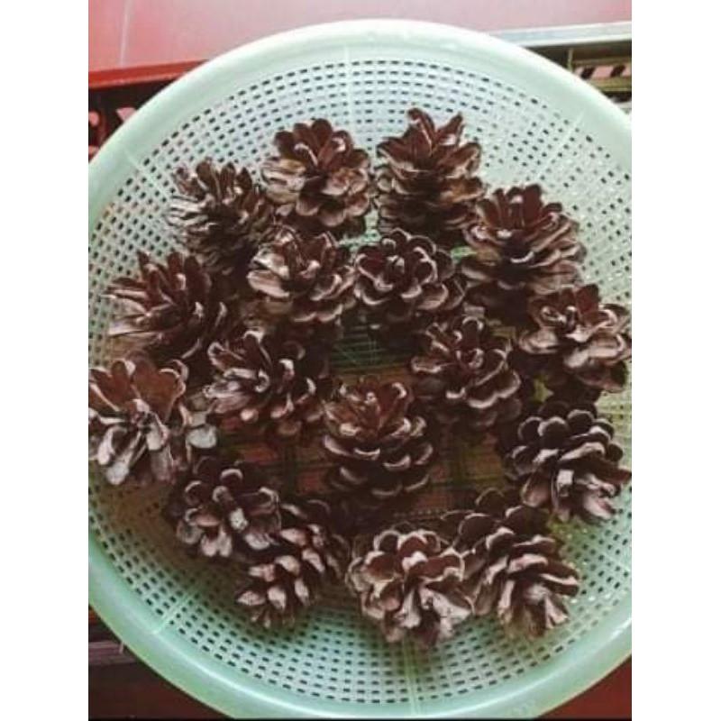 Quả Thông Khô trang trí decor