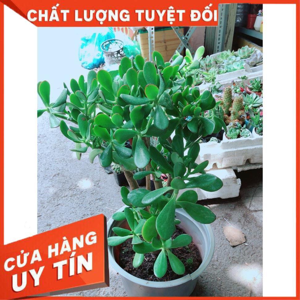 Sen Đá Ngọc Bích Size Lớn